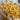 Golden Kismis - Golden Raisin (Seedless)