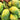 Himsagar Mango-20 kg