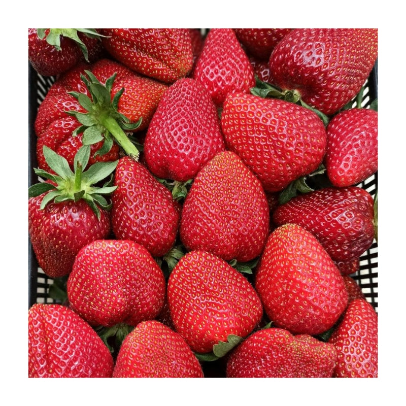 তাজা স্ট্রবেরি